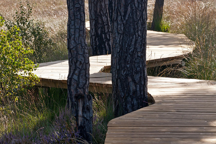 A boardwalk through trees