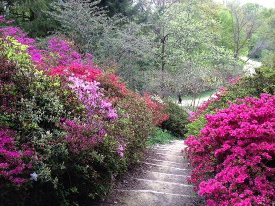 Winkworth flowers