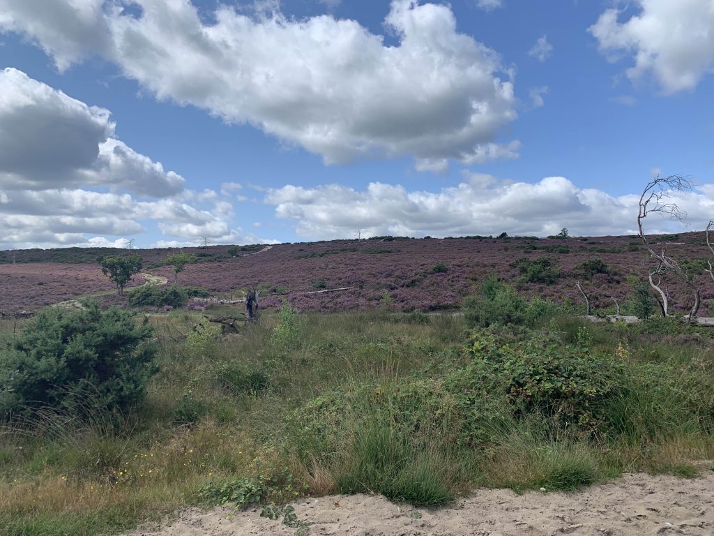 Heather and gorse