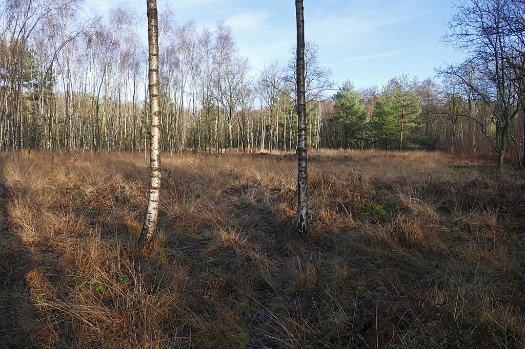 Trees and undergrowth